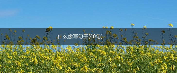 什么像写句子(40句),第1张