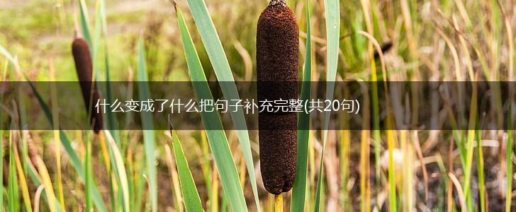 什么变成了什么把句子补充完整(共20句),第1张