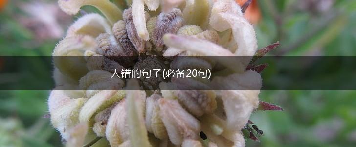 人错的句子(必备20句),第1张