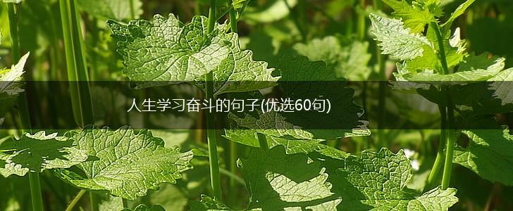 人生学习奋斗的句子(优选60句),第1张