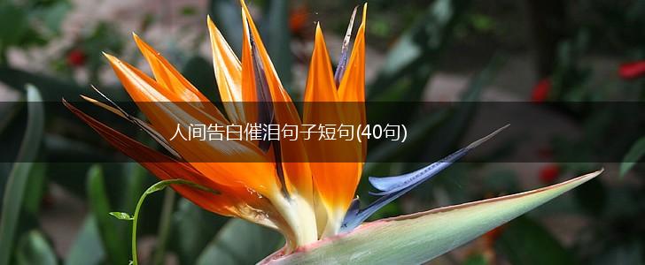 人间告白催泪句子短句(40句),第1张
