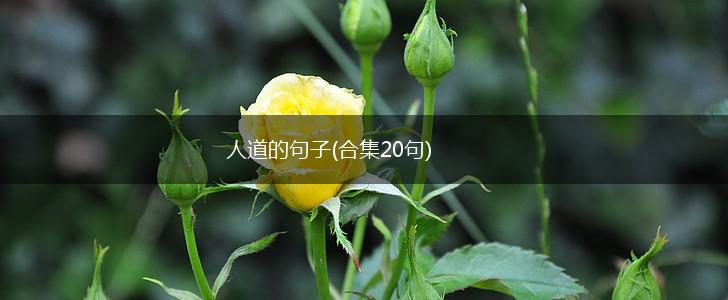 人道的句子(合集20句),第1张