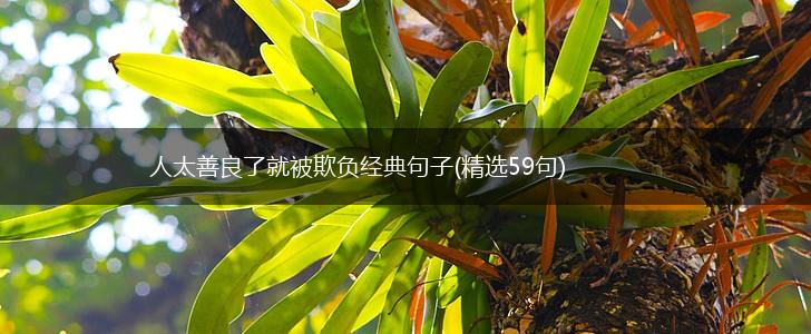 人太善良了就被欺负经典句子(精选59句),第1张