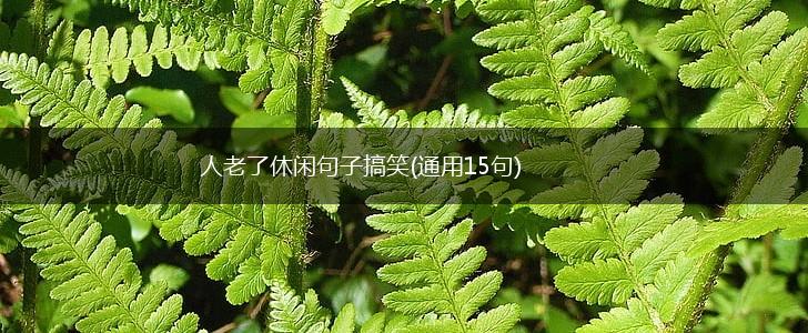 人老了休闲句子搞笑(通用15句),第1张