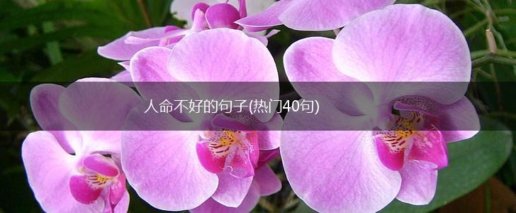 人命不好的句子(热门40句),第1张
