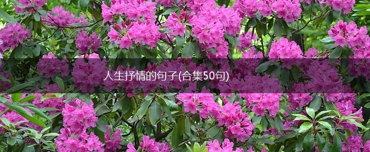 人生抒情的句子(合集50句),第1张