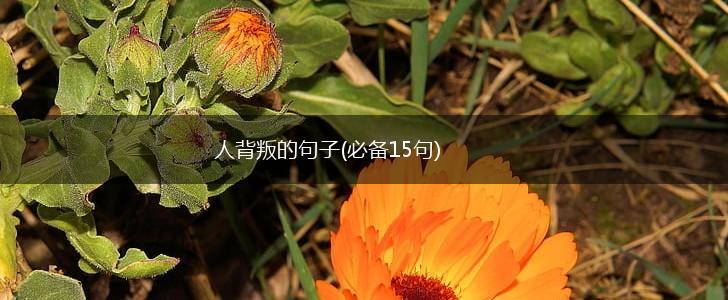 人背叛的句子(必备15句),第1张
