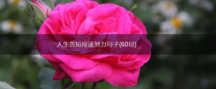 人生苦短应该努力句子(60句),第1张