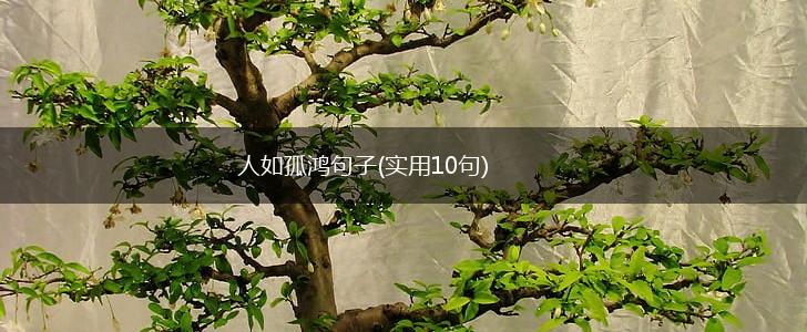人如孤鸿句子(实用10句),第1张