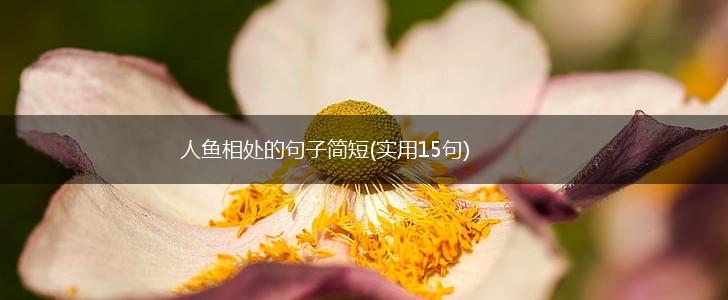 人鱼相处的句子简短(实用15句),第1张