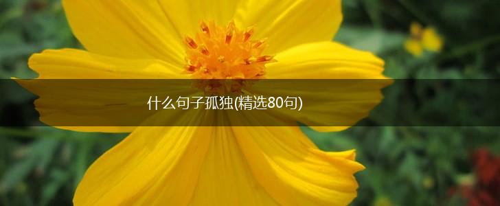 什么句子孤独(精选80句),第1张