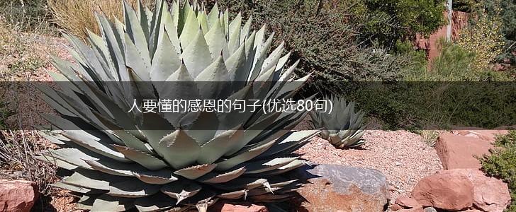 人要懂的感恩的句子(优选80句),第1张