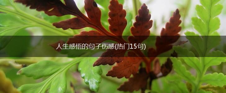 人生感悟的句子伤感(热门15句),第1张