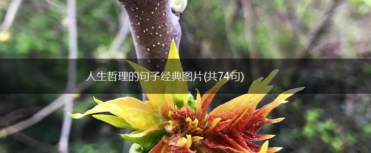 人生哲理的句子经典图片(共74句),第1张