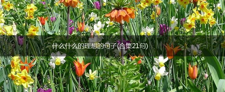 什么什么的理想的句子(合集21句),第1张