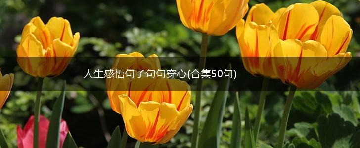 人生感悟句子句句穿心(合集50句),第1张
