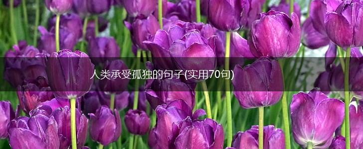 人类承受孤独的句子(实用70句),第1张