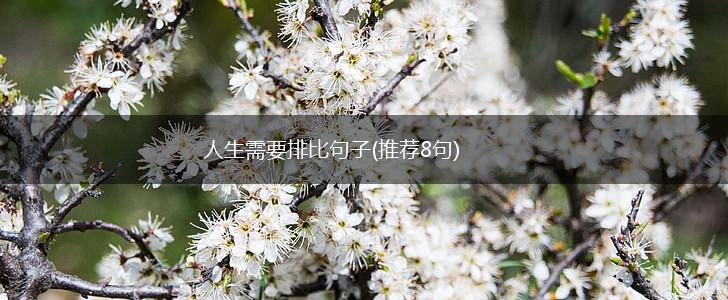 人生需要排比句子(推荐8句),第1张