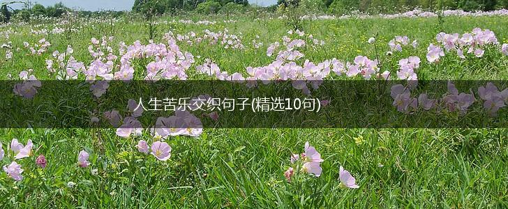 人生苦乐交织句子(精选10句),第1张