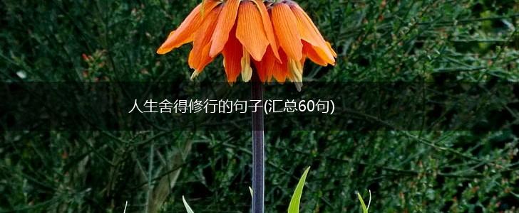 人生舍得修行的句子(汇总60句),第1张