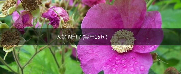 人好的句子(实用15句),第1张