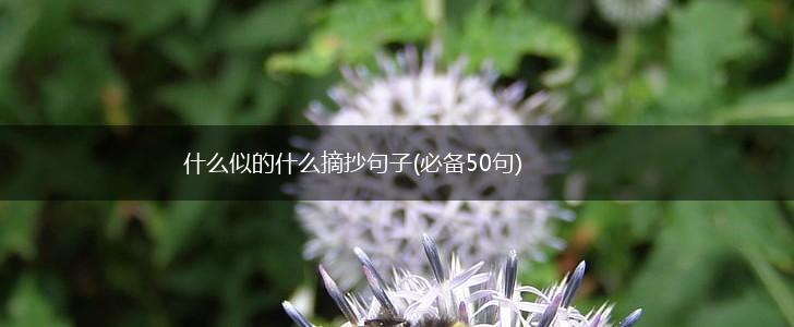 什么似的什么摘抄句子(必备50句),第1张