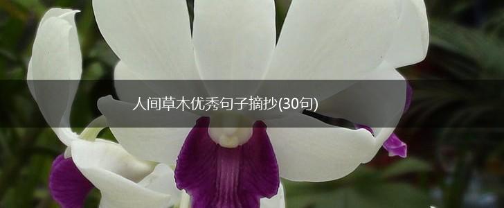 人间草木优秀句子摘抄(30句),第1张