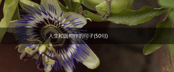人生和谐相伴的句子(50句),第1张