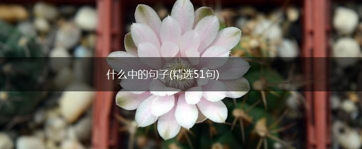 什么中的句子(精选51句),第1张