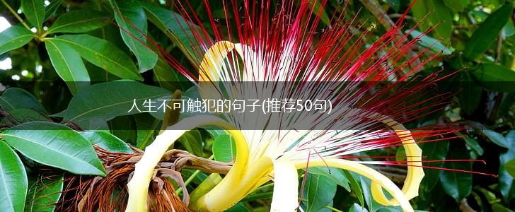 人生不可触犯的句子(推荐50句),第1张