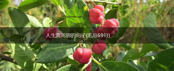 人生离死别的句子(汇总69句),第1张