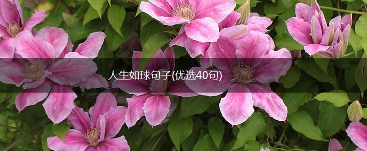 人生如球句子(优选40句),第1张