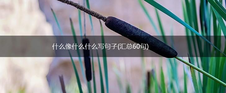 什么像什么什么写句子(汇总60句),第1张