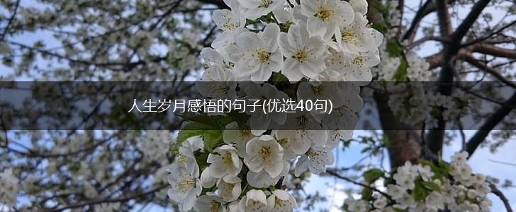 人生岁月感悟的句子(优选40句),第1张