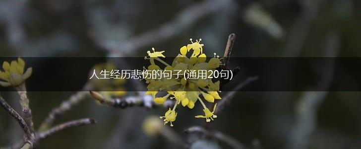 人生经历悲伤的句子(通用20句),第1张