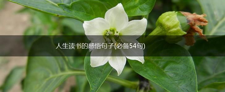 人生读书的感悟句子(必备54句),第1张