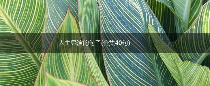 人生导演的句子(合集40句),第1张