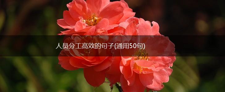 人员分工高效的句子(通用50句),第1张