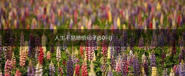 人生不易感悟句子(50句),第1张