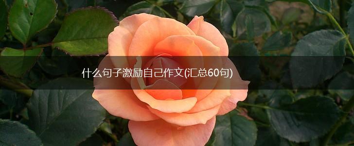 什么句子激励自己作文(汇总60句),第1张