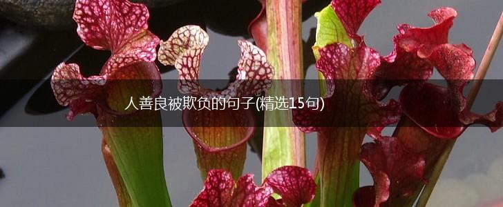 人善良被欺负的句子(精选15句),第1张