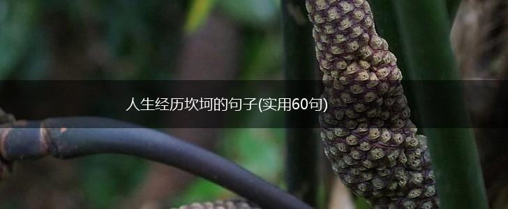 人生经历坎坷的句子(实用60句),第1张