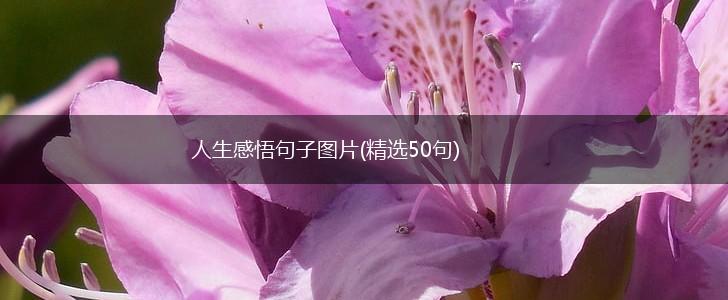 人生感悟句子图片(精选50句),第1张