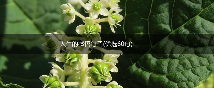 人生的感悟句子(优选60句),第1张