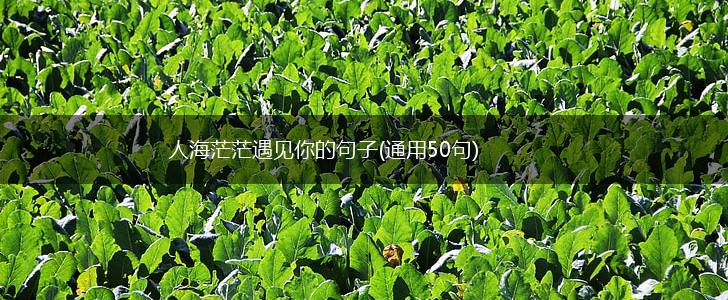 人海茫茫遇见你的句子(通用50句),第1张