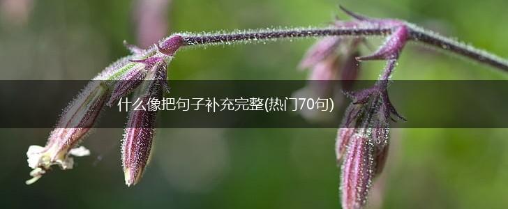 什么像把句子补充完整(热门70句),第1张