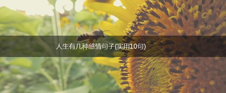 人生有几种感情句子(实用10句),第1张