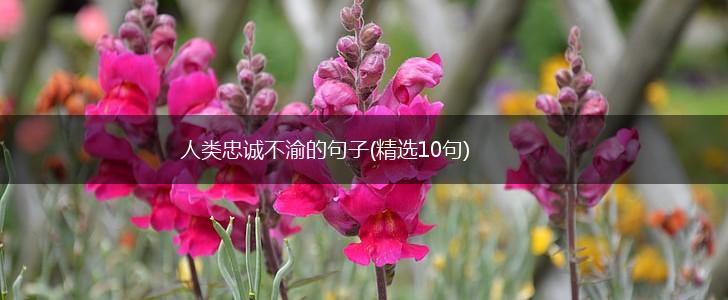 人类忠诚不渝的句子(精选10句),第1张