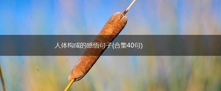 人体构成的感悟句子(合集40句),第1张