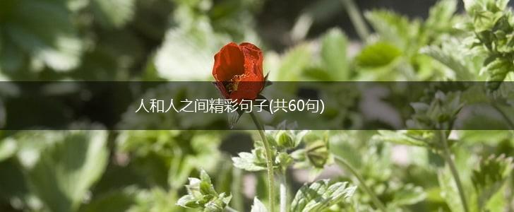 人和人之间精彩句子(共60句),第1张